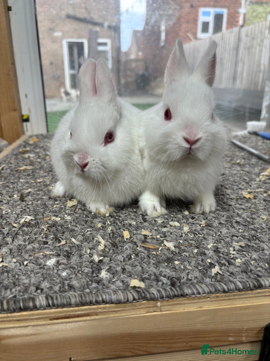 Netherland Dwarf rabbits for sale: 6 baby netherland dwarfs  - Image 5