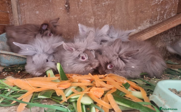 Lionhead rabbits in London - Advert 1