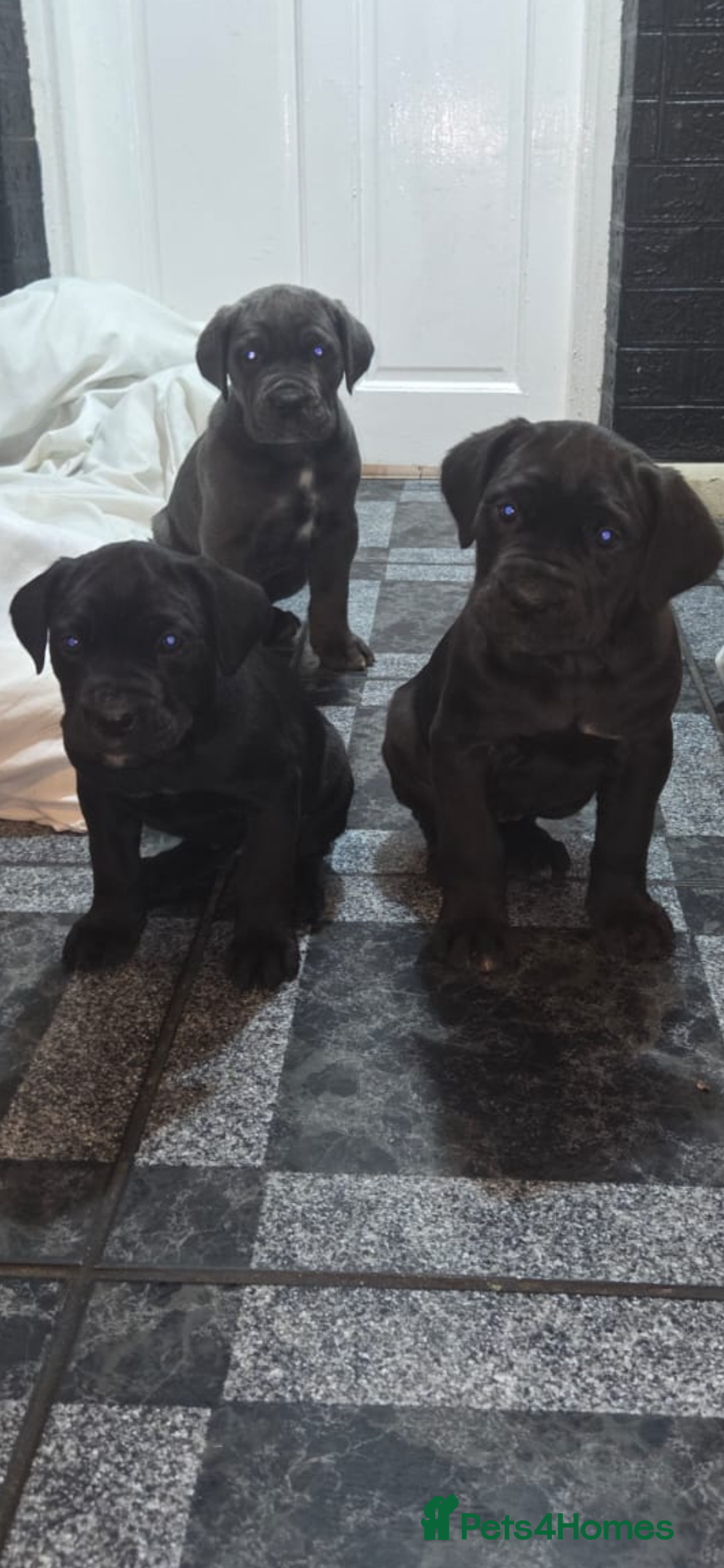 Cane Corso dogs for sale: Stunning litter of 9 - Advert 5