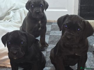 Cane Corso dogs Stunning litter of 9 - Advert 1