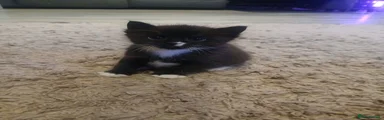 Ragdoll 1