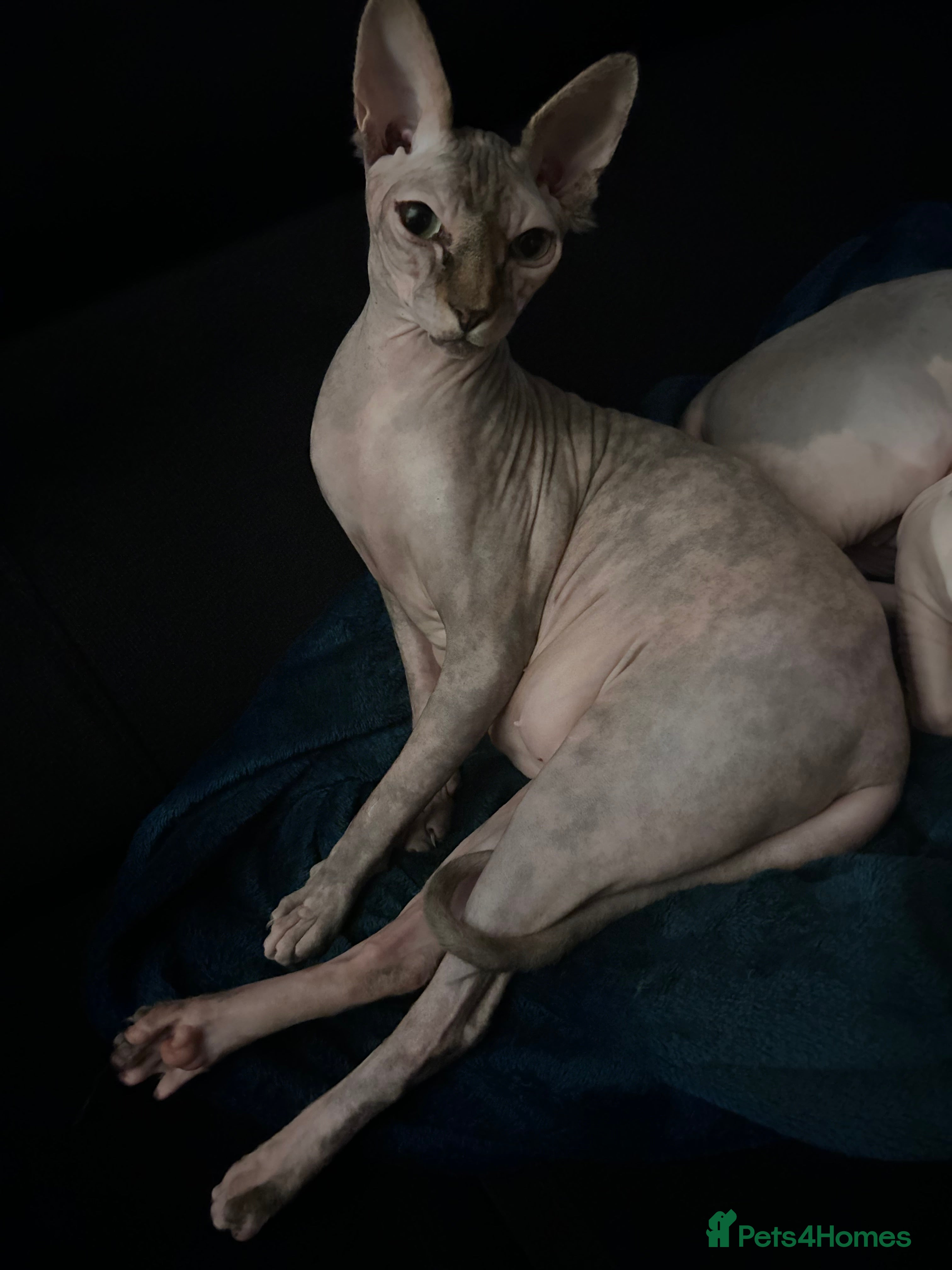 Sphynx cats Beautiful cats sphynx - Advert 15