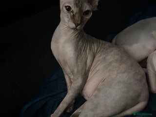 Sphynx cats Beautiful cats sphynx - Advert 2
