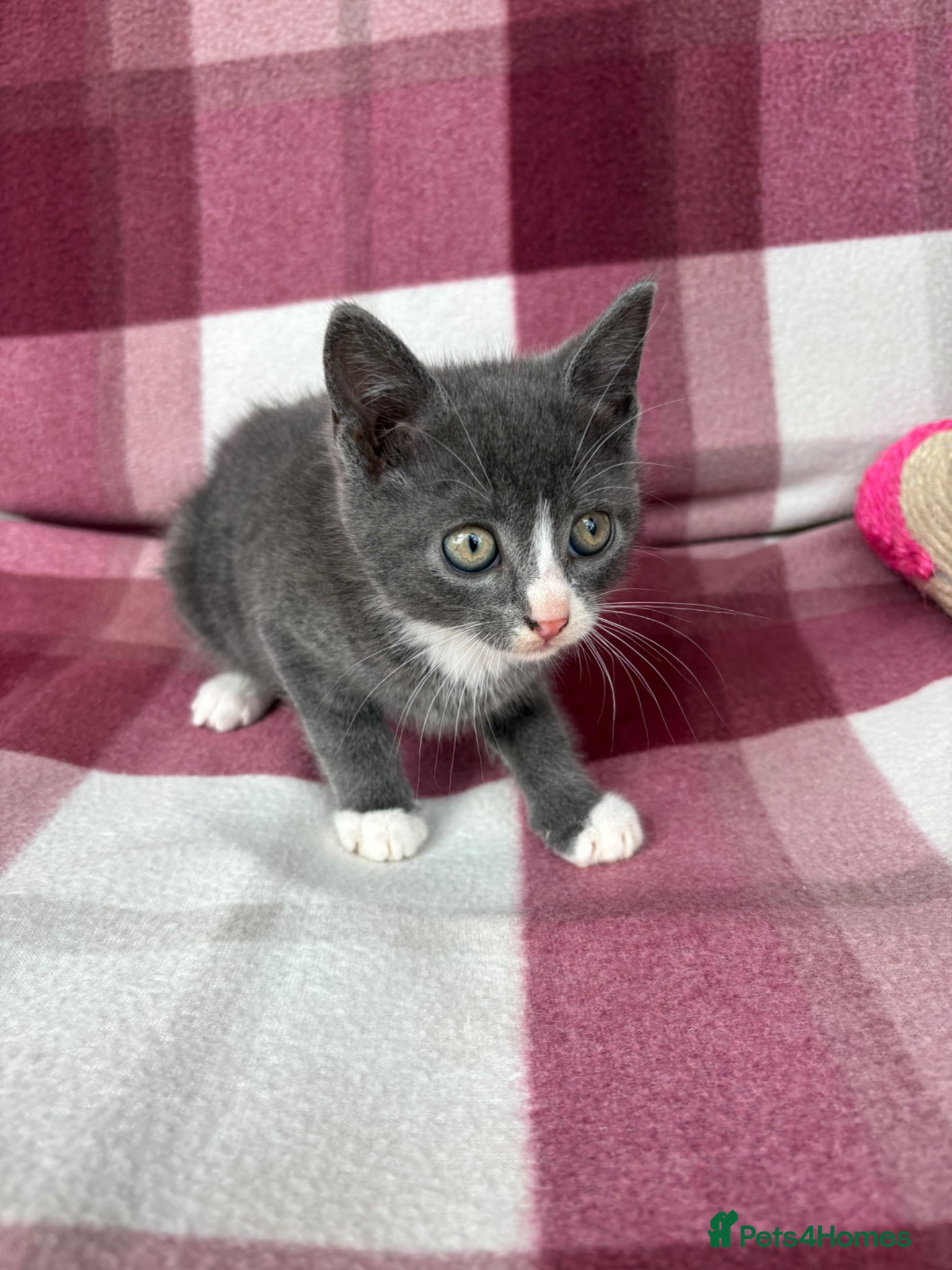 Mixed Breed cats Beautiful kittens  - Advert 2