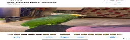 Parrots birds for sale: Amazon Parrot  - Advert 3