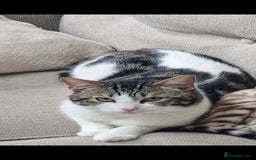 Ragdoll cats for sale: Ragdoll Cross Boy - Image 2