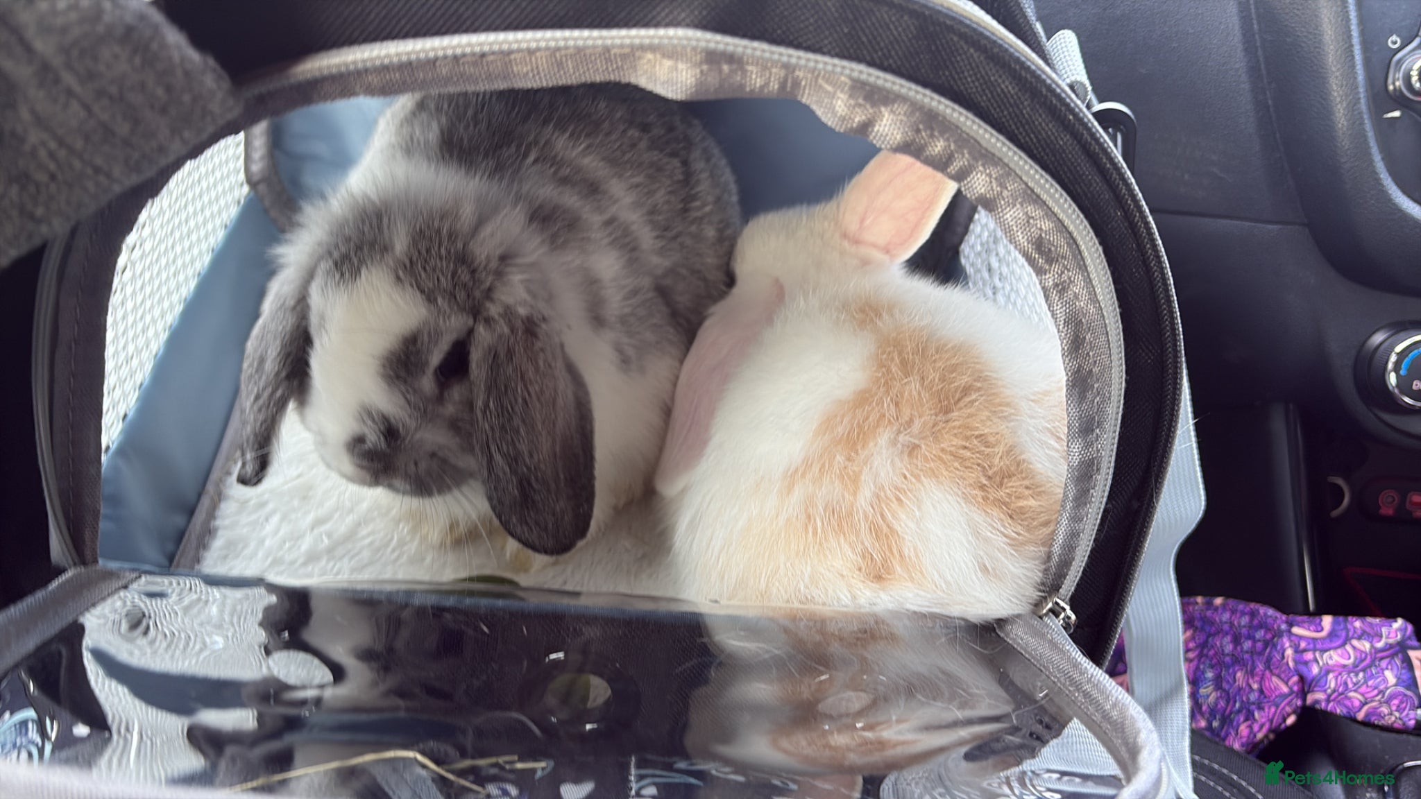 Mini Lop rabbits for sale: Grey and white 8 week old mini lop bunny  in Didcot - Advert 2