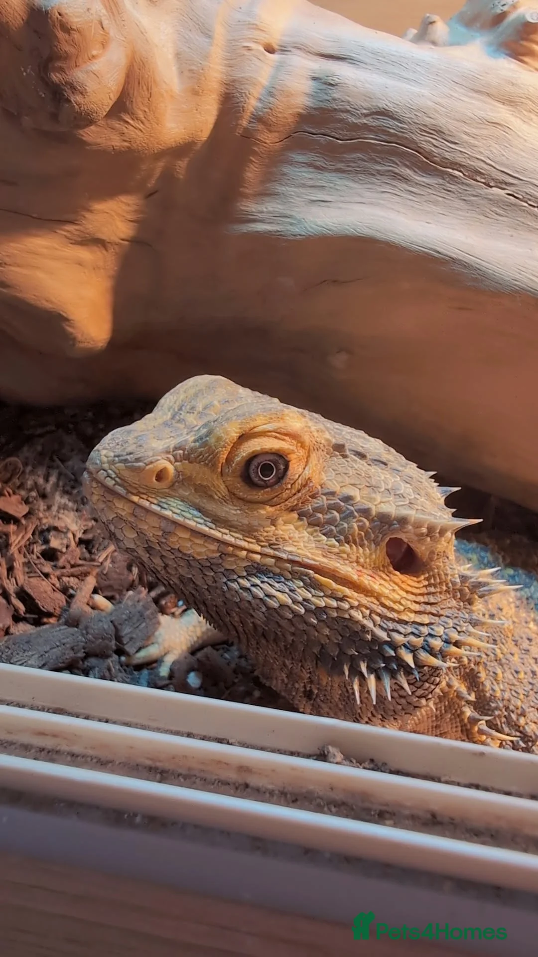 Bearded Dragon reptiles for sale: Bearded dragon male  - Advert 5