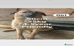 Mixed Breed dogs for adoption: 💝🐾💝🐾GORGEOUS GIRL EPIPHANY-mixed GSD💝🐾 🐾 - Image 3