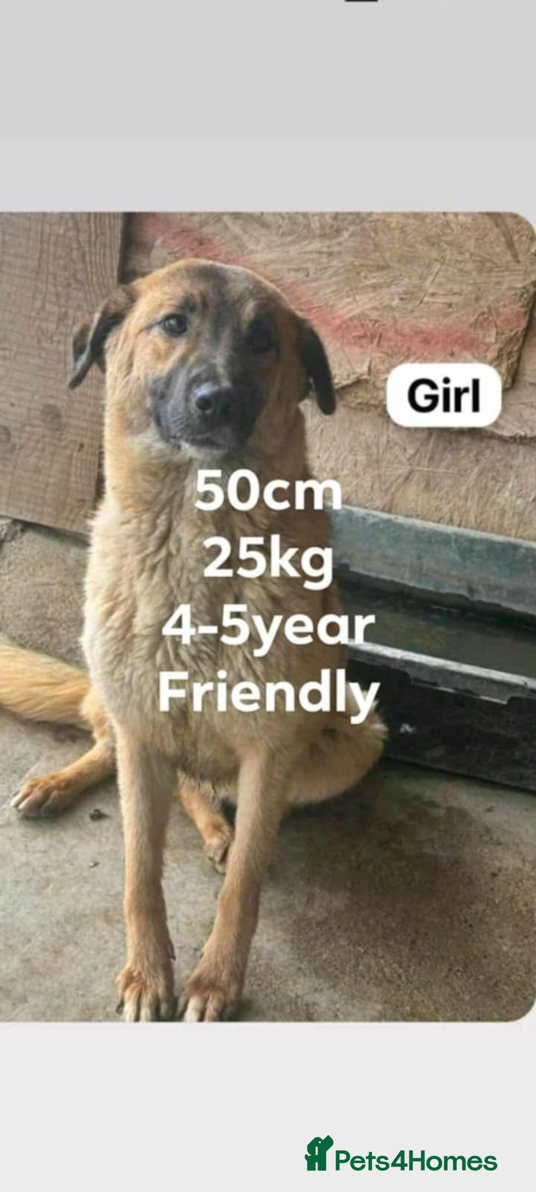 Mixed Breed dogs for adoption: 💝🐾💝🐾GORGEOUS GIRL EPIPHANY-mixed GSD💝🐾 🐾 - Image 3