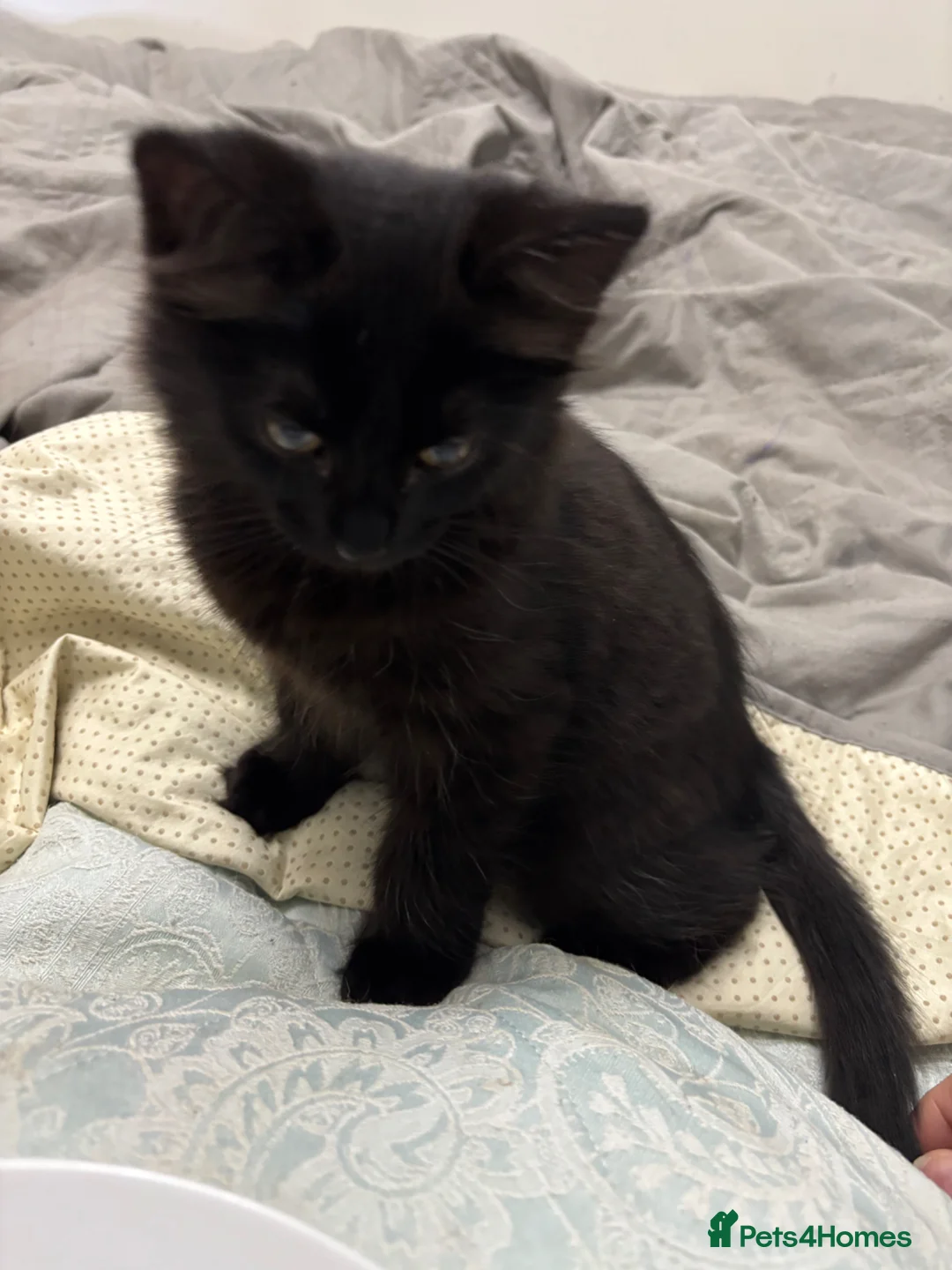 Mixed Breed cats for sale: Last Beautiful Black Female Kitten, 11weeks old in Southampton - Advert 21