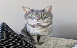 Bengal cats for sale: With a heavy heart, I am rehoming Luna - Image 1
