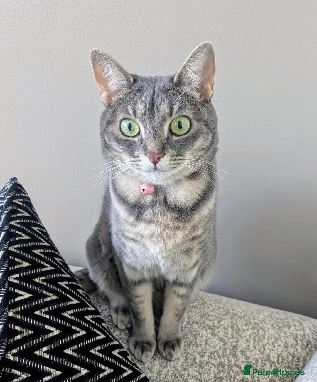 Bengal cats for sale: With a heavy heart, I am rehoming Luna - Image 1