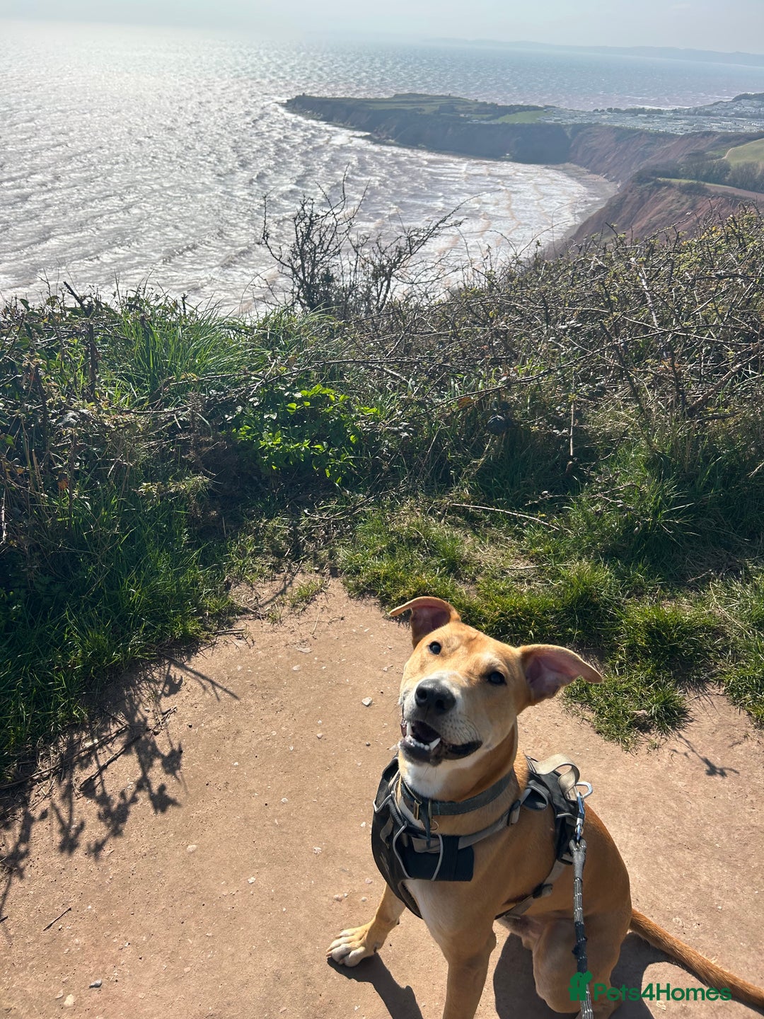 Lurcher dogs for sale: Reggie💙  - Image 3