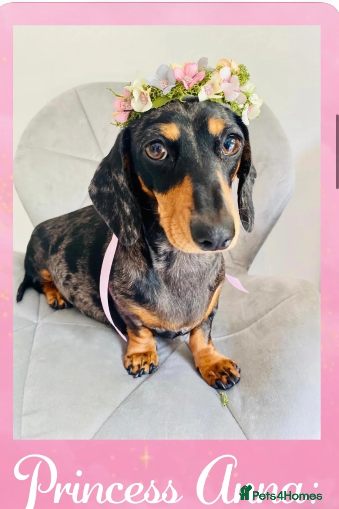 Miniature Dachshund dogs for sale: True Miniatures 5 star Breeder ⭐️⭐️⭐️⭐️⭐️ - Advert 4