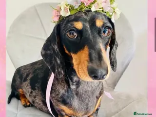 Miniature Dachshund dogs True Miniatures 5 star Breeder ⭐️⭐️⭐️⭐️⭐️ - Advert 5