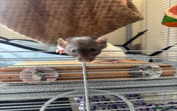 Rat rodents for sale: 8 weeks old female rat  - Image 2