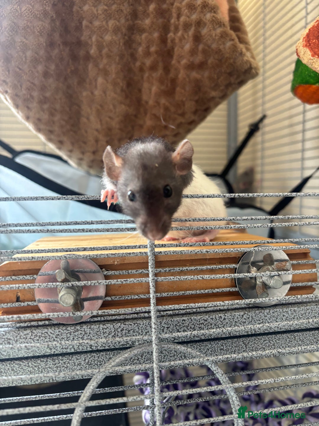 Rat rodents for sale: 8 weeks old female rat  - Image 2