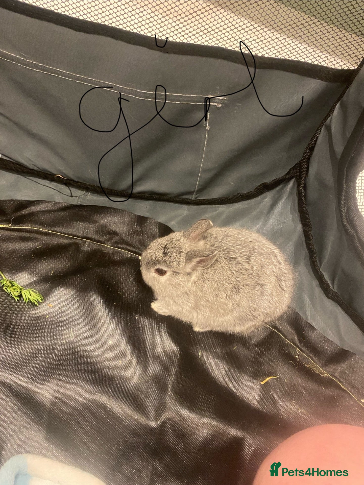Netherland Dwarf rabbits Beautiful baby Netherland dwarfs - Advert 8