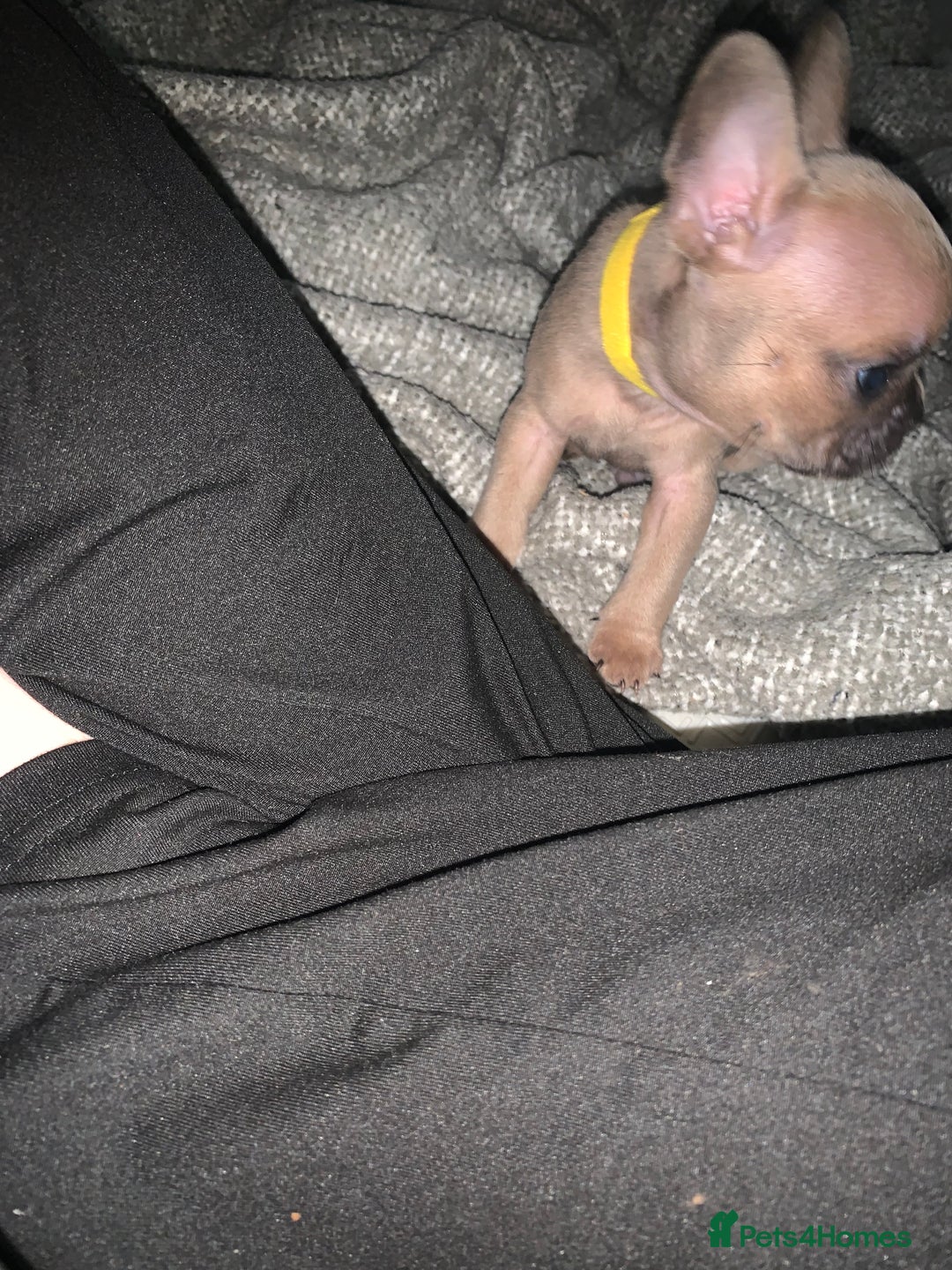 French Bulldog dogs for sale: REDUCED!!🥰Ready SOON 🐾 French bulldog puppies - Image 21