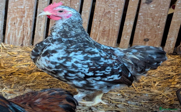 Chickens poultry - Advert 2