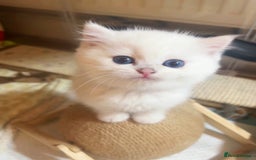 British Longhair cats for sale: 5 Beautiful blue eyed British Shorthair in London - Image 11