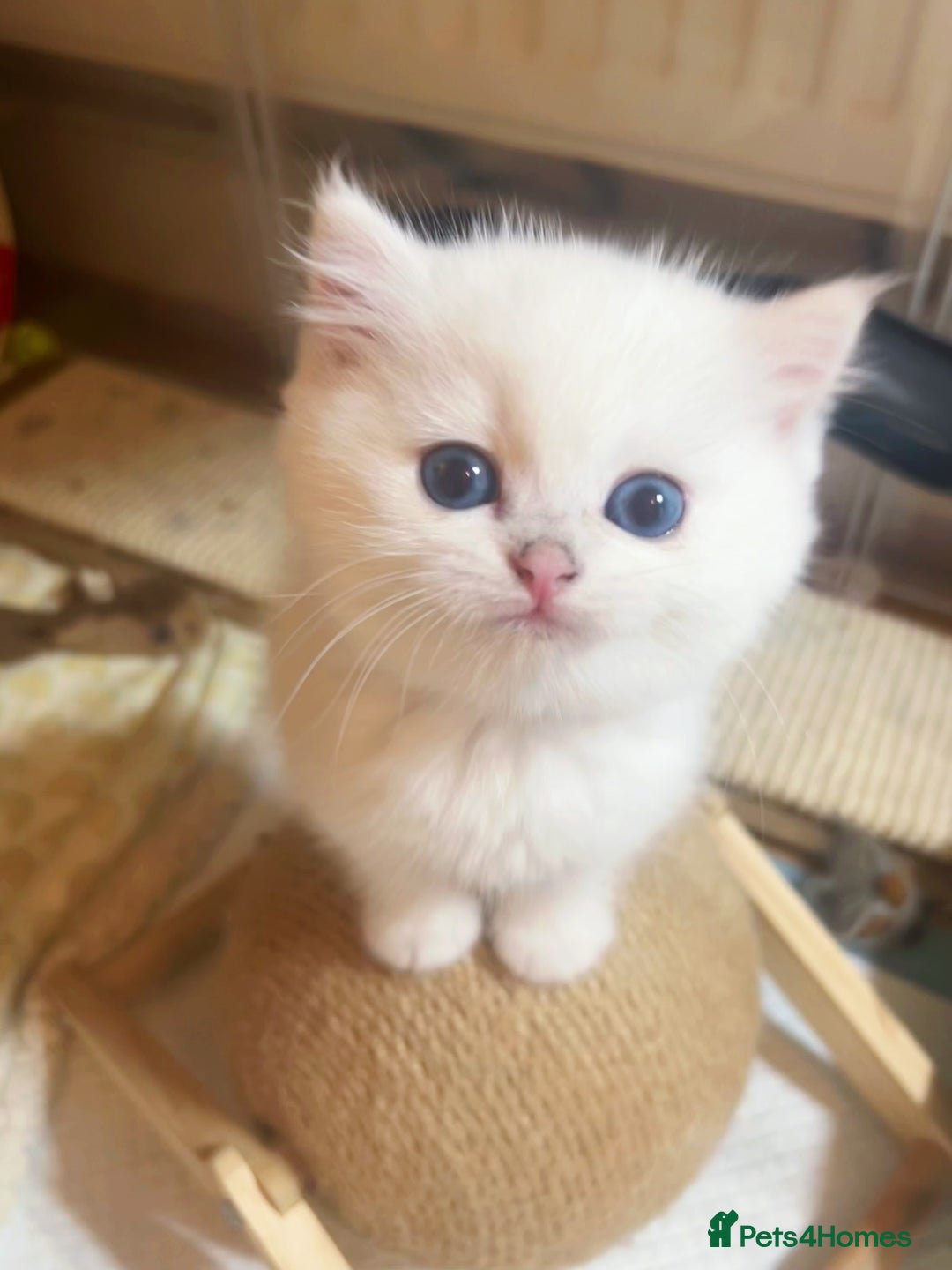 British Longhair cats for sale: 5 Beautiful blue eyed British Shorthair in London - Image 11