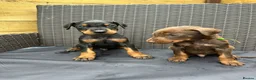 Dobermann dogs for sale: Beautiful family dobermans * 3 pups left * - Advert 13