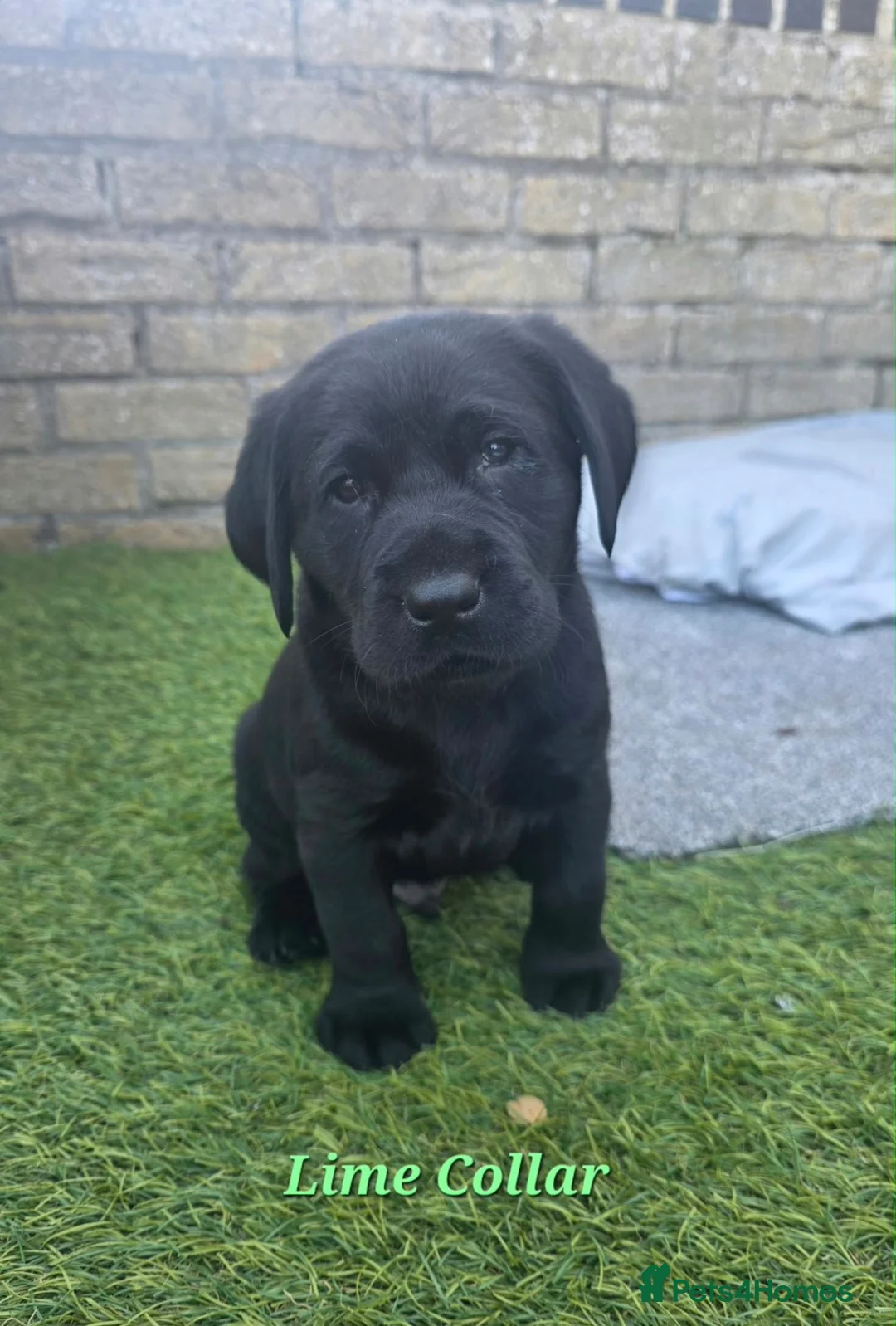Labrador Retriever dogs for sale: Beautiful black Labrador puppies  - Advert 1