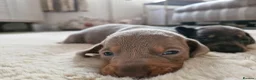 Miniature Dachshund dogs for sale: Miniture dashhound puppies in Driffield - Advert 7