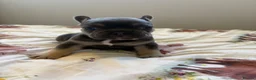 French Bulldog dogs for sale: KC Registered french bulldogs  - Advert 18