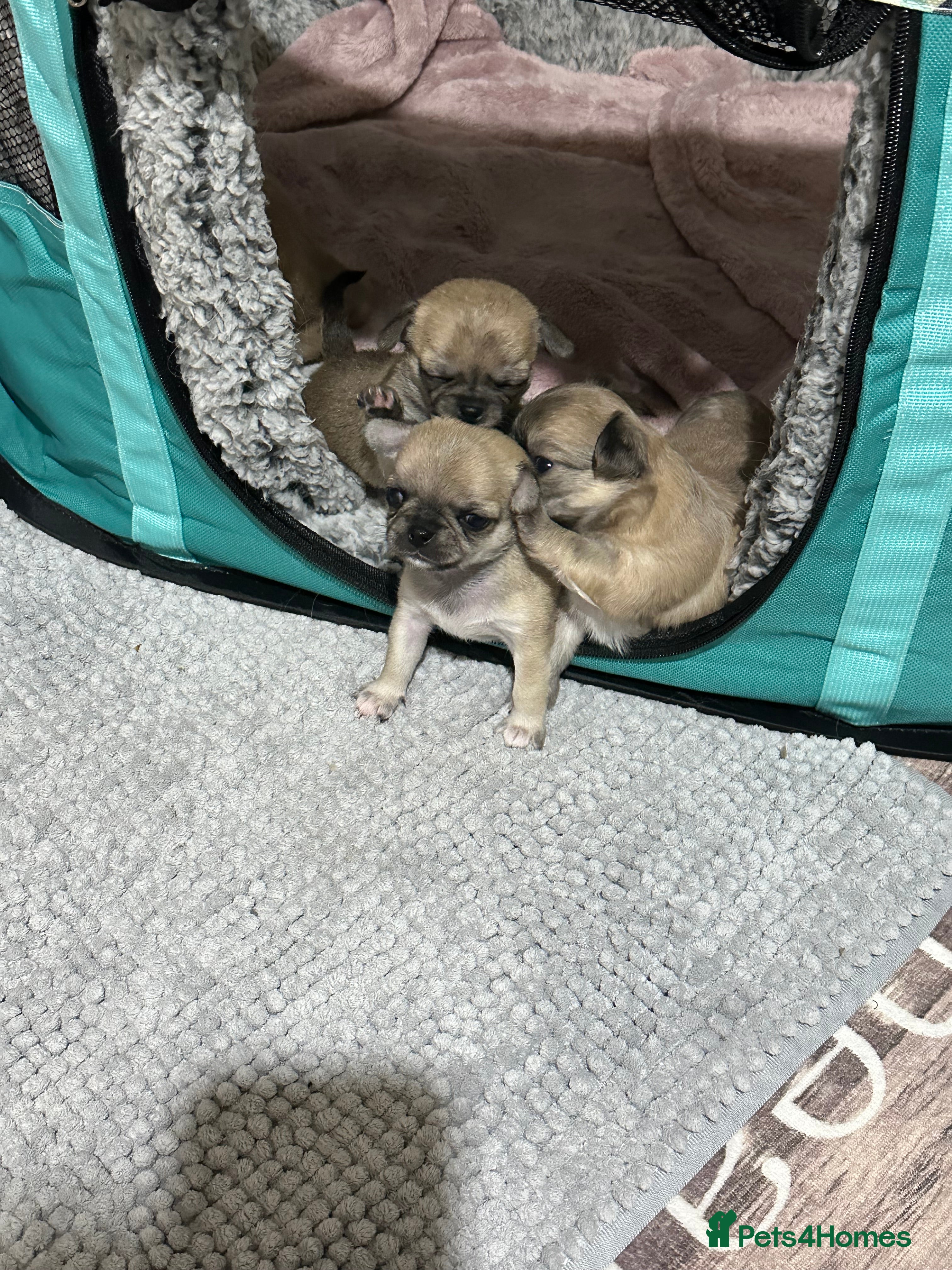 Chihuahua dogs Beautiful Chihuahua puppies  - Advert 1