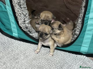 Chihuahua dogs Beautiful Chihuahua puppies - Advert 1