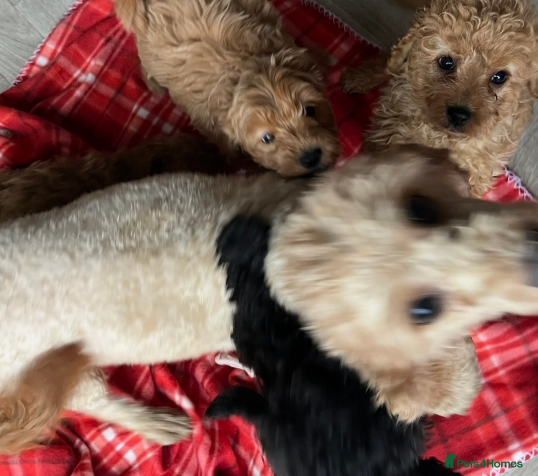 Cavapoo dogs for sale: Adorable Cavapoo Puppies - Advert 3