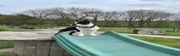 Boston Terrier dogs for stud: Handsome KC Registered Boston Terrier  - Advert 10