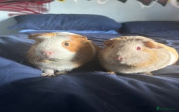 Guinea Pig rodents for sale: 2 female guinea pigs  - Image 1