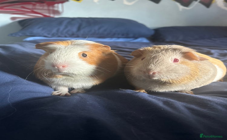Guinea Pig rodents - Advert 1