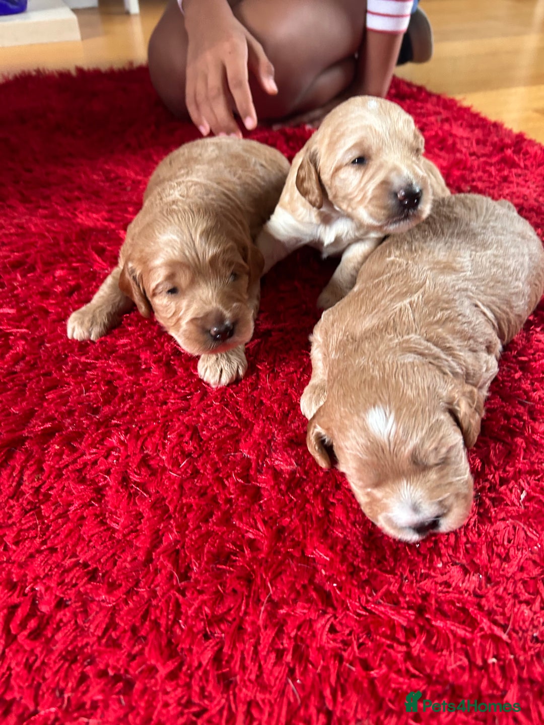 Cockapoo dogs for sale: Cockapoos x 5 2 girls 3 boys f1 - Image 10