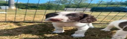 English Springer Spaniel dogs for sale: Gorgeous KC reg,licensed breeder,hereditary clear - Advert 5