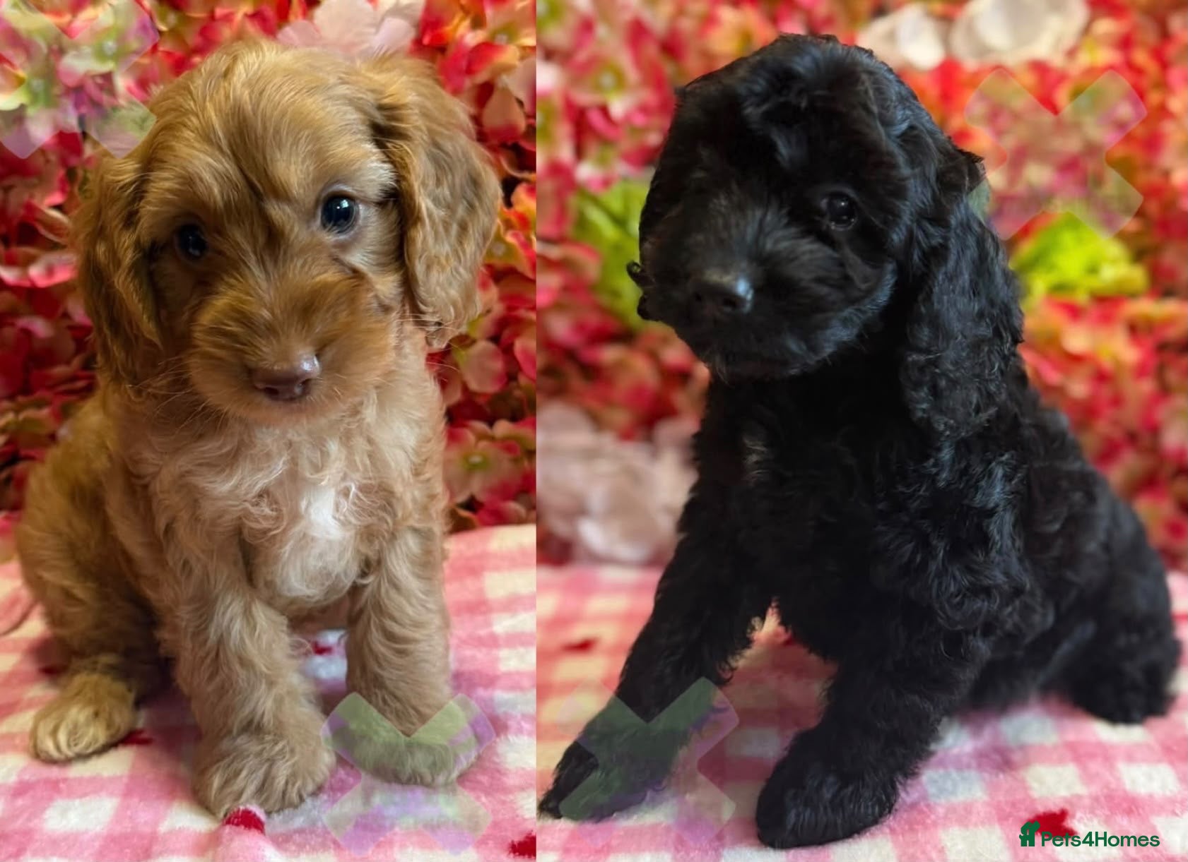 Cockapoo dogs F1 mini Cockapoos 30 dna health tested various  - Advert 1