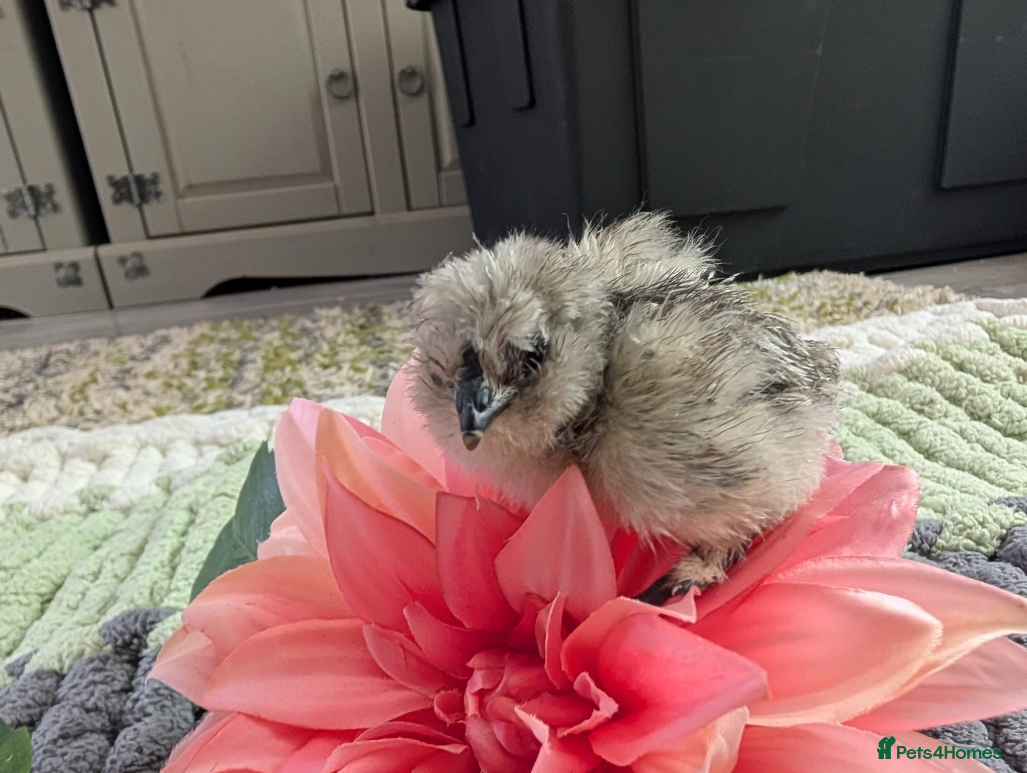 Chickens poultry Beautiful champion bloodline blue silkies  - Advert 2