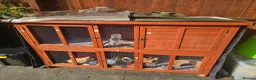 Guinea Pig rodents for sale: 2 female Guinea pigs and hutch - Advert 5