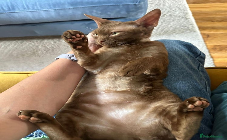 Devon Rex cats - Advert 1