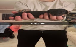 Miniature Dachshund dogs for sale: FOR SALE *Miniature dachshund puppies*  - Image 25