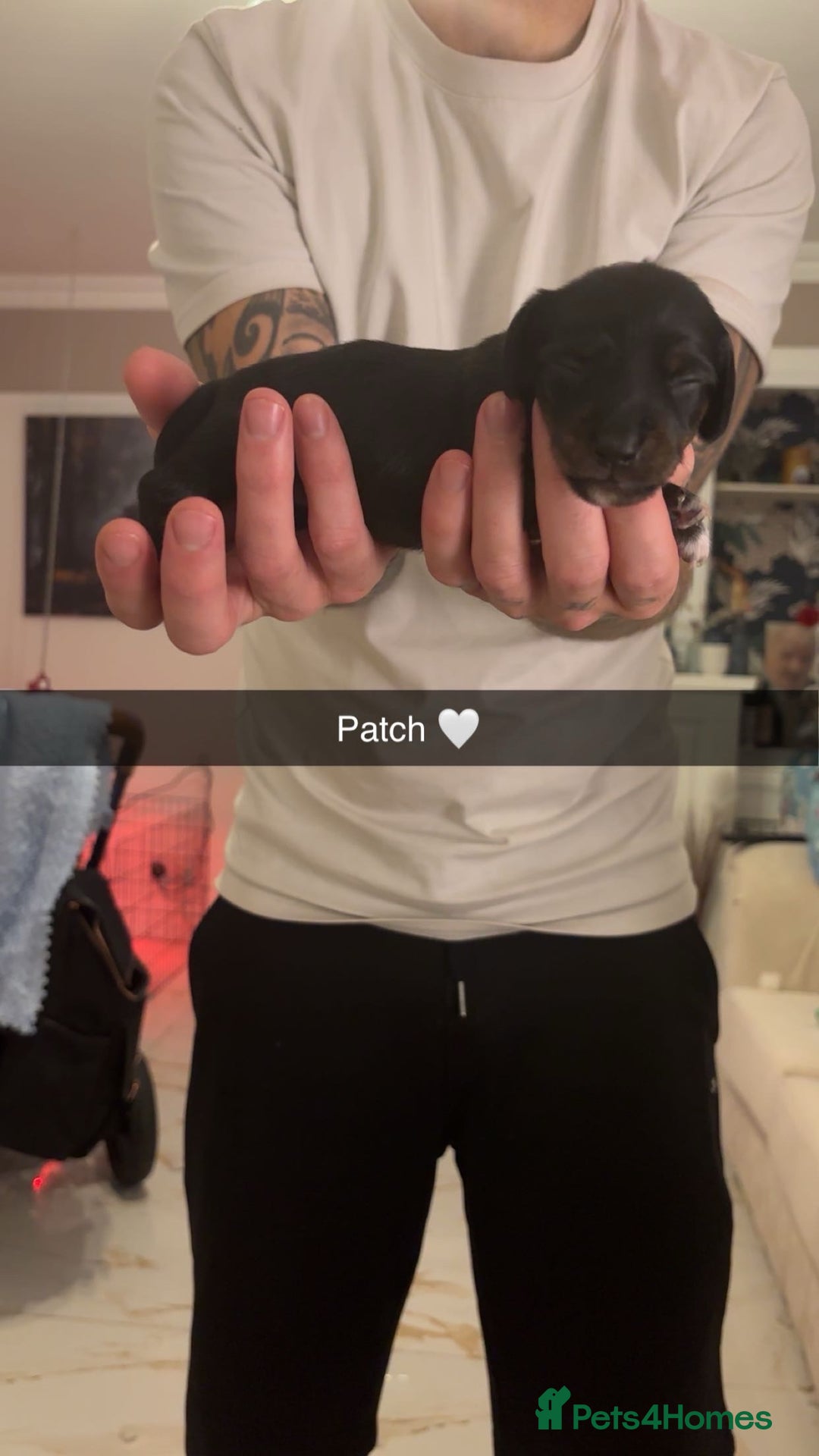 Miniature Dachshund dogs for sale: FOR SALE *Miniature dachshund puppies*  - Image 25