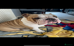 English Bulldog dogs for sale: English Bulldog - Image 3