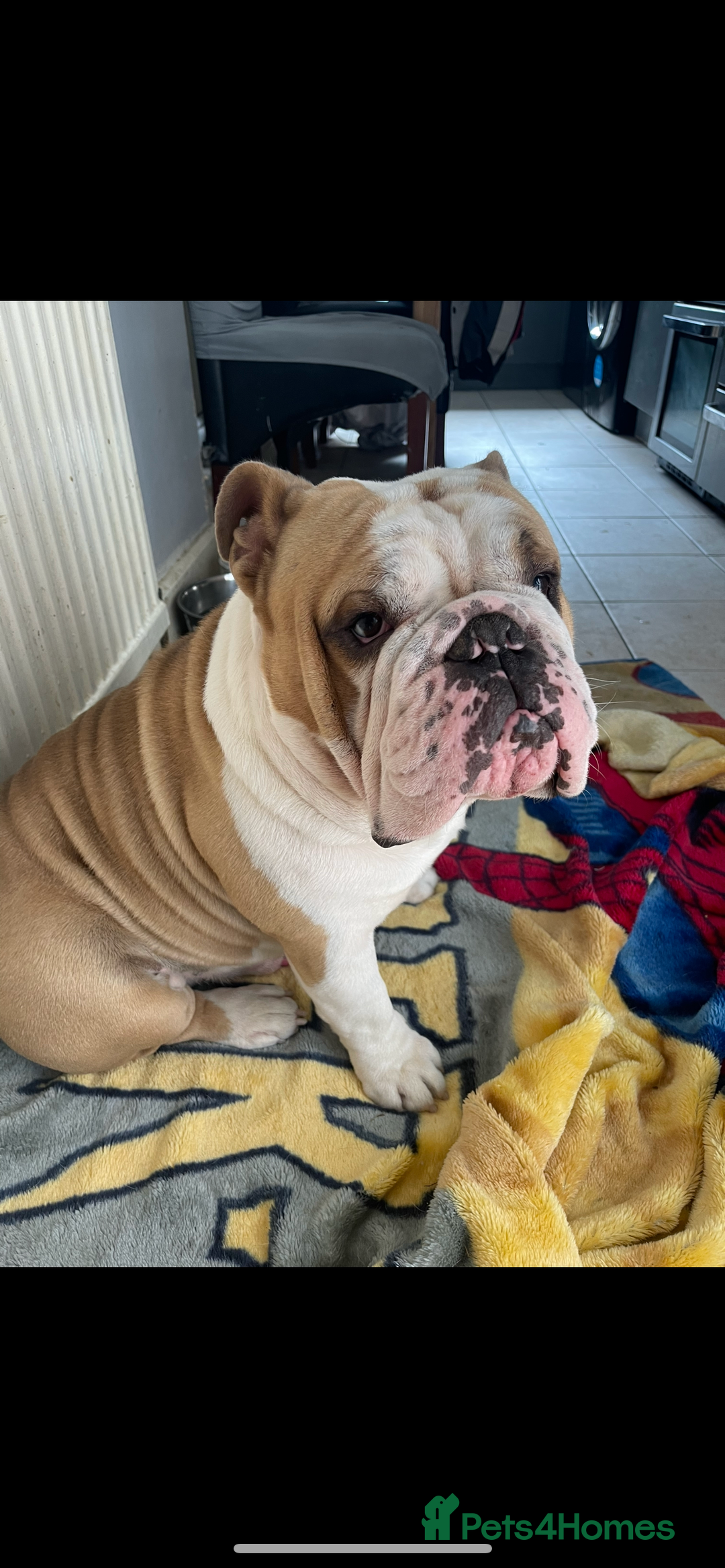 English Bulldog dogs for sale: English Bulldog - Image 3
