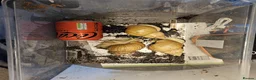 Snails invertebrates for sale: Giant African Land Snails  in High Wycombe - Advert 2