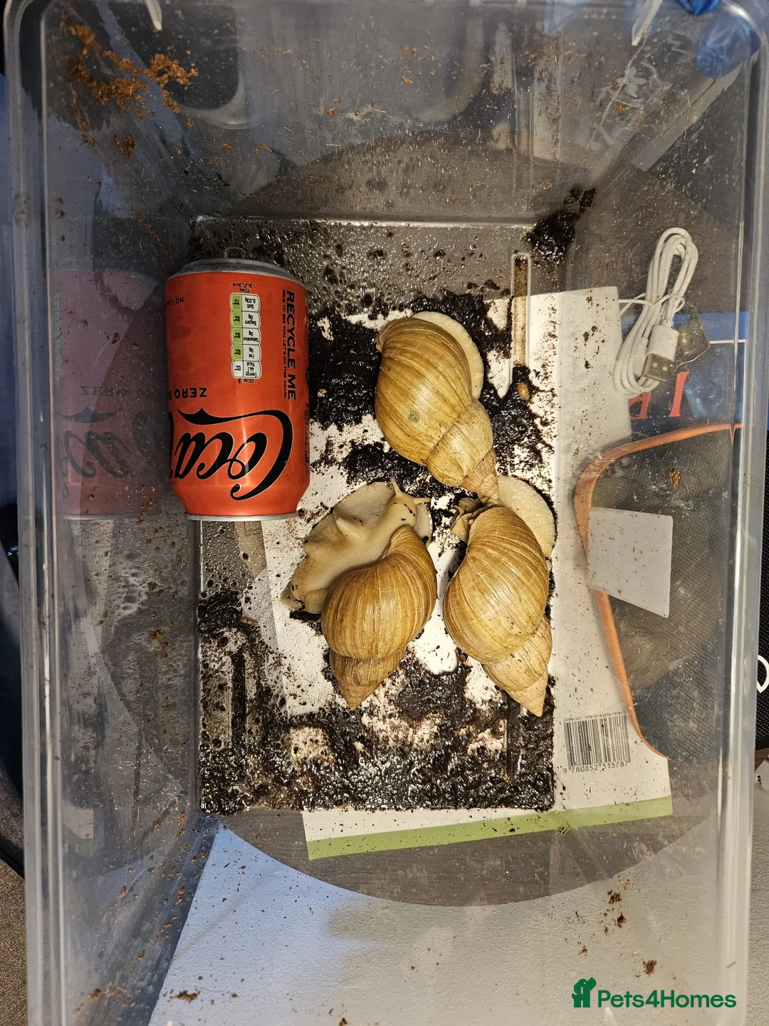 Snails invertebrates for sale: Giant African Land Snails  in High Wycombe - Advert 2
