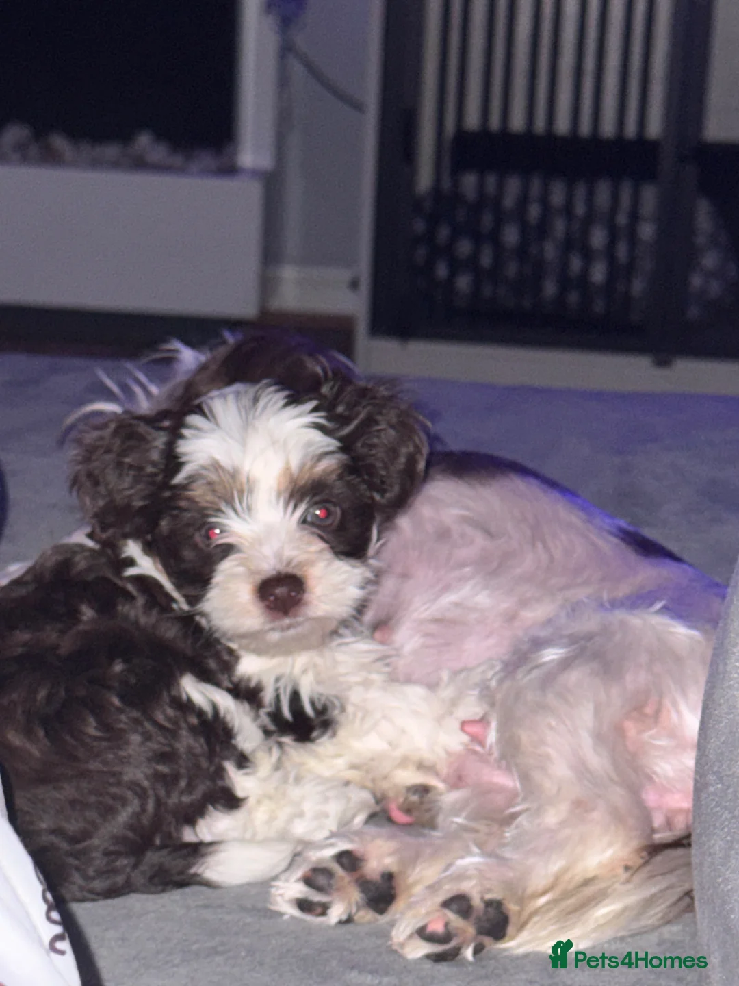 Yorkshire Terrier dogs for sale: Stunning Blue-Eyed Biewer Yorkshire Terrier Girl  - Advert 2